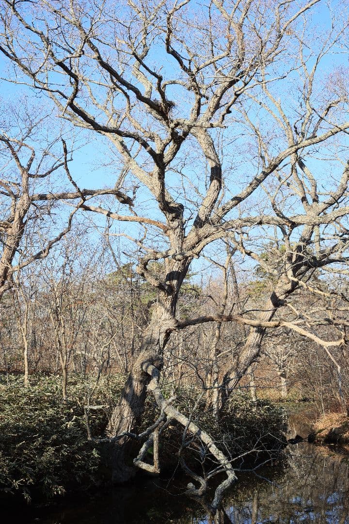 Super-Takumar 55mm F1.8 後期型 S/N：5389244