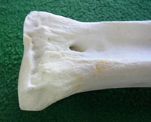 キリン ★ South African Giraffe レッグボーン