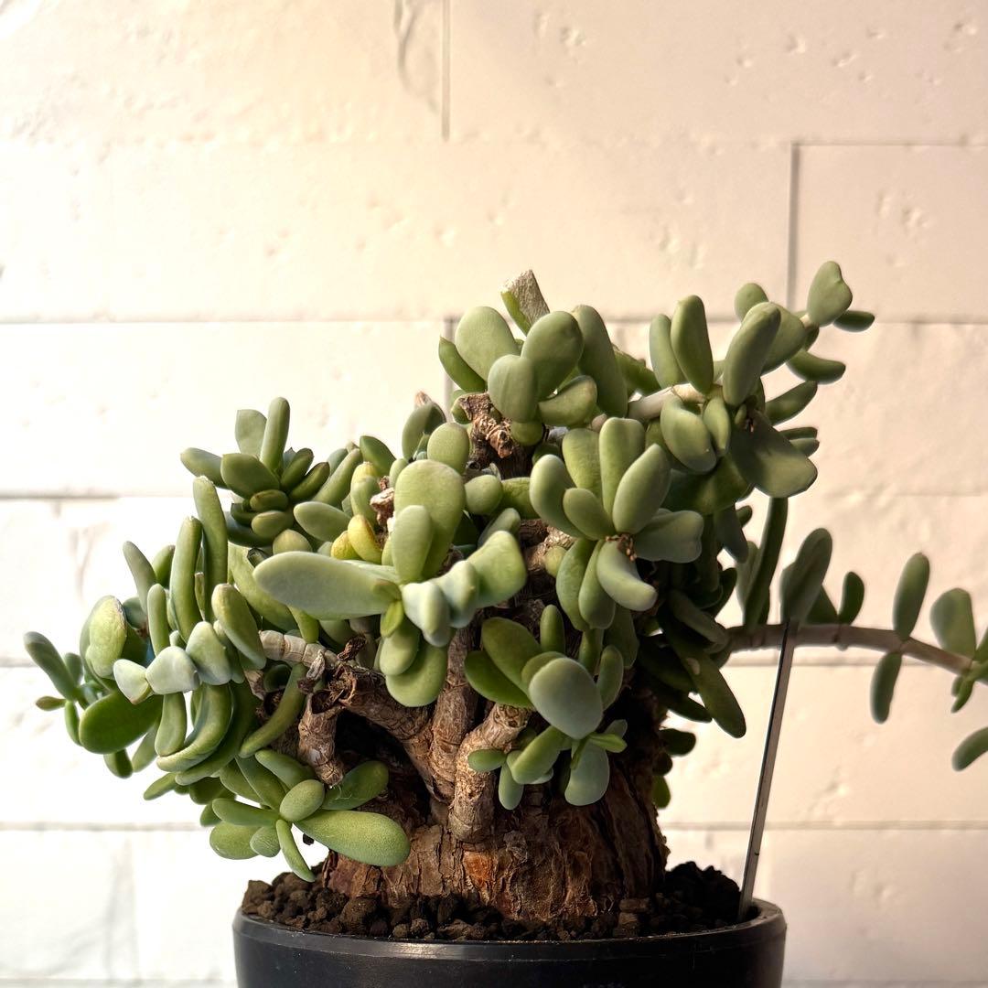 ケラリア ピグマエア 現地球 発根済 大株