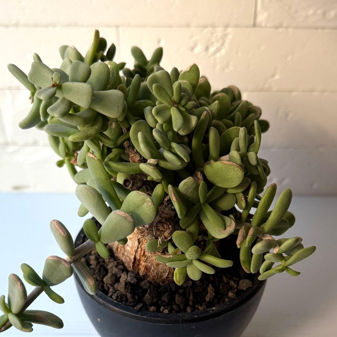 ケラリア ピグマエア 現地球 発根済 大株