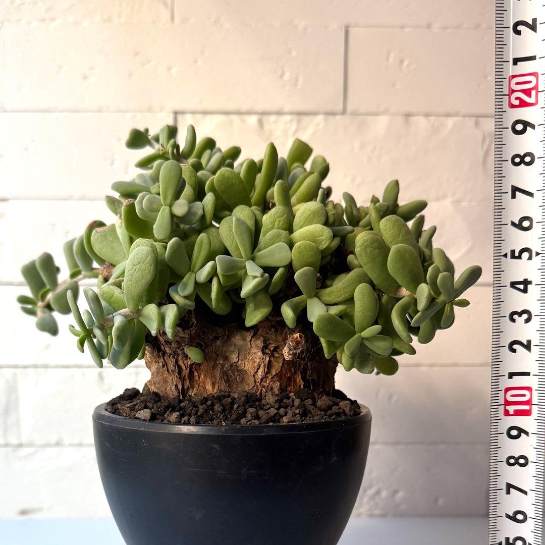 ケラリア ピグマエア 現地球 発根済 大株