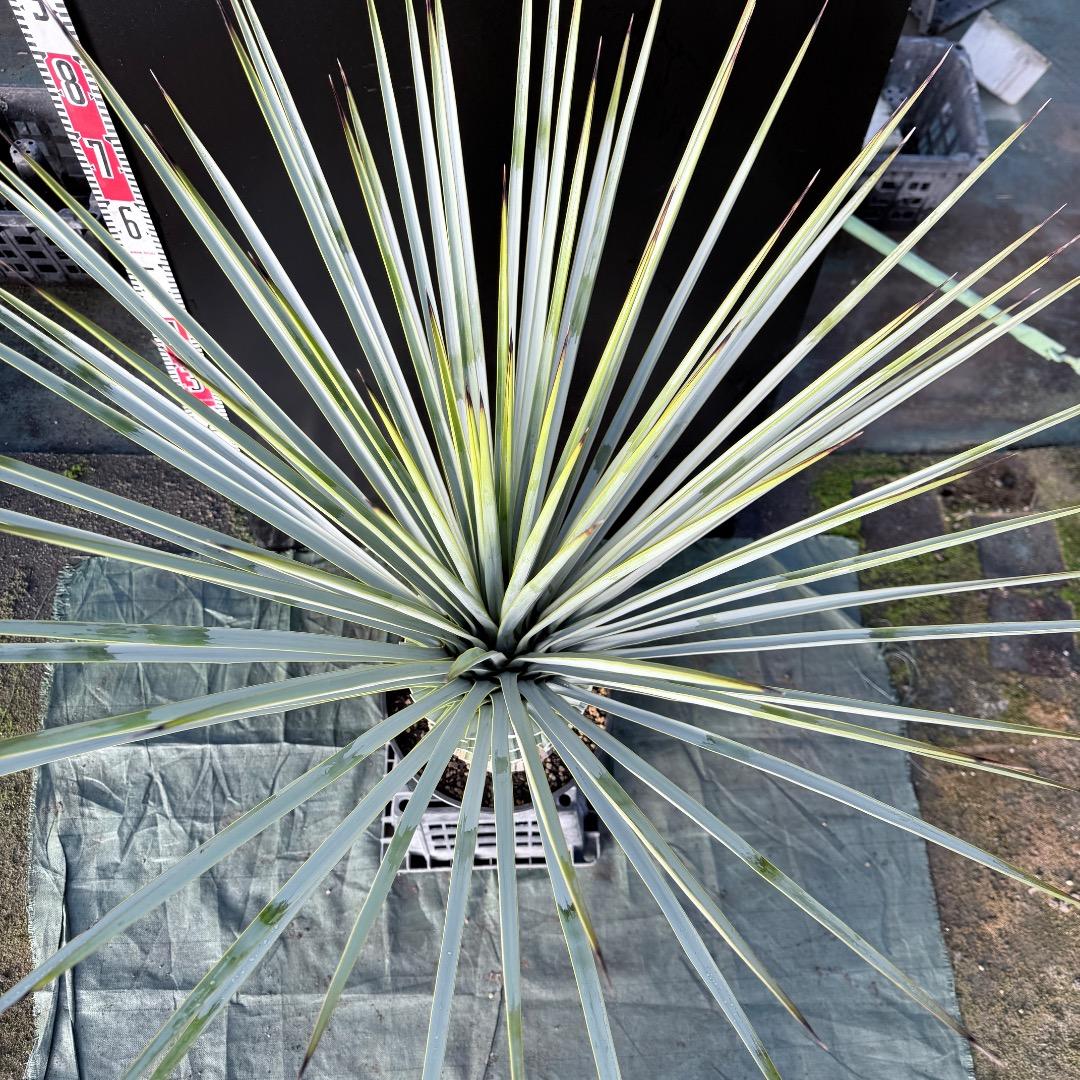 【AL1125】ユッカ　リギダ