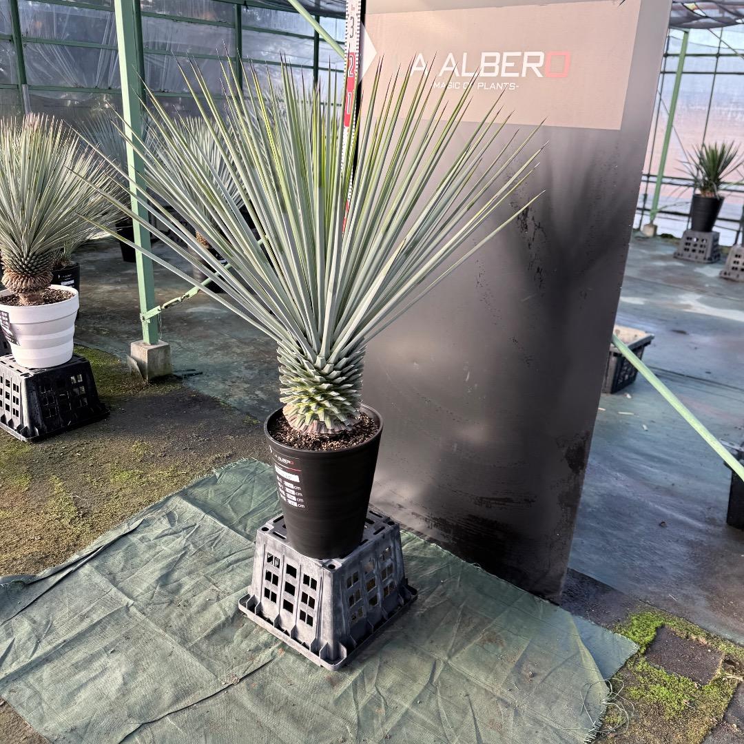 【AL1125】ユッカ　リギダ