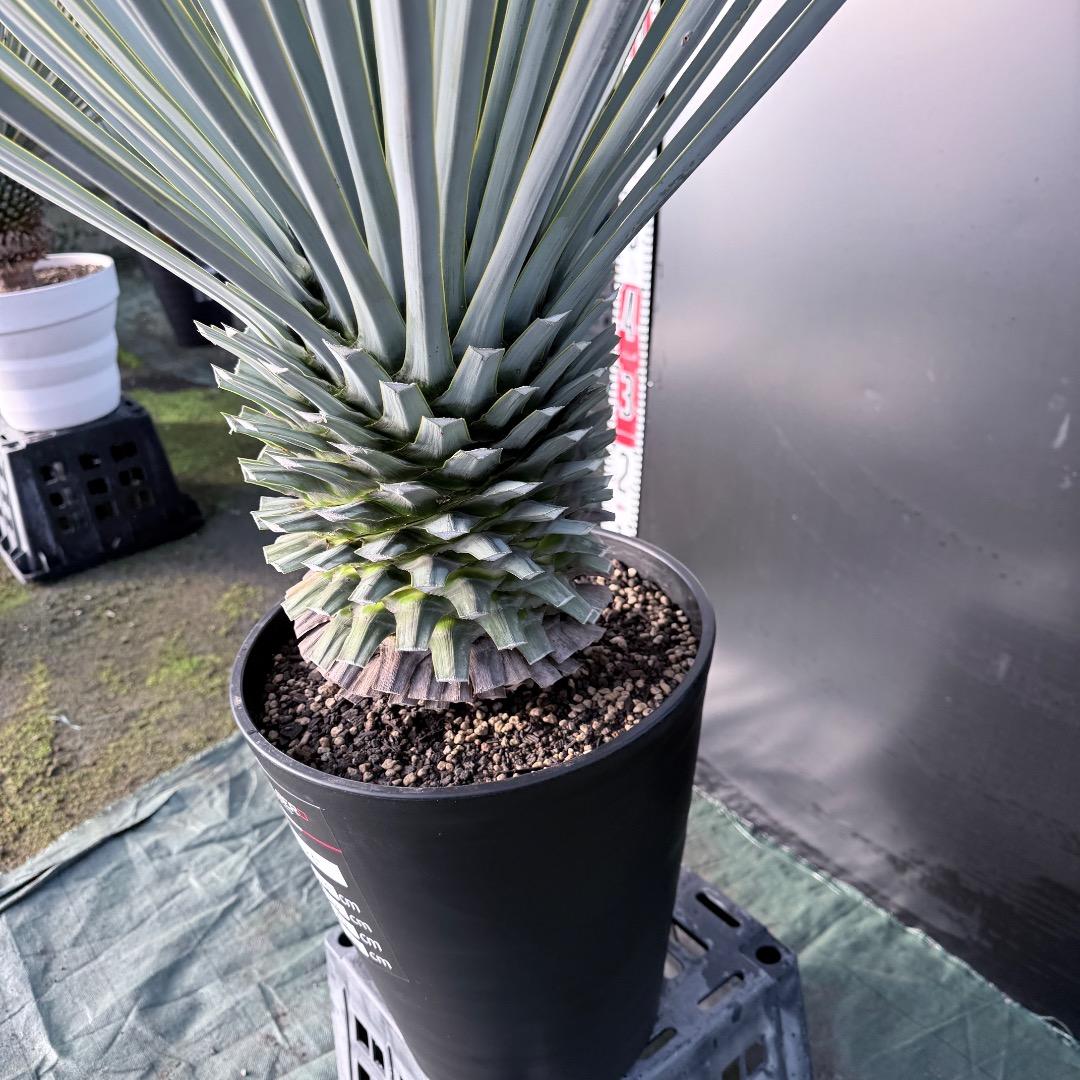 【AL1125】ユッカ　リギダ