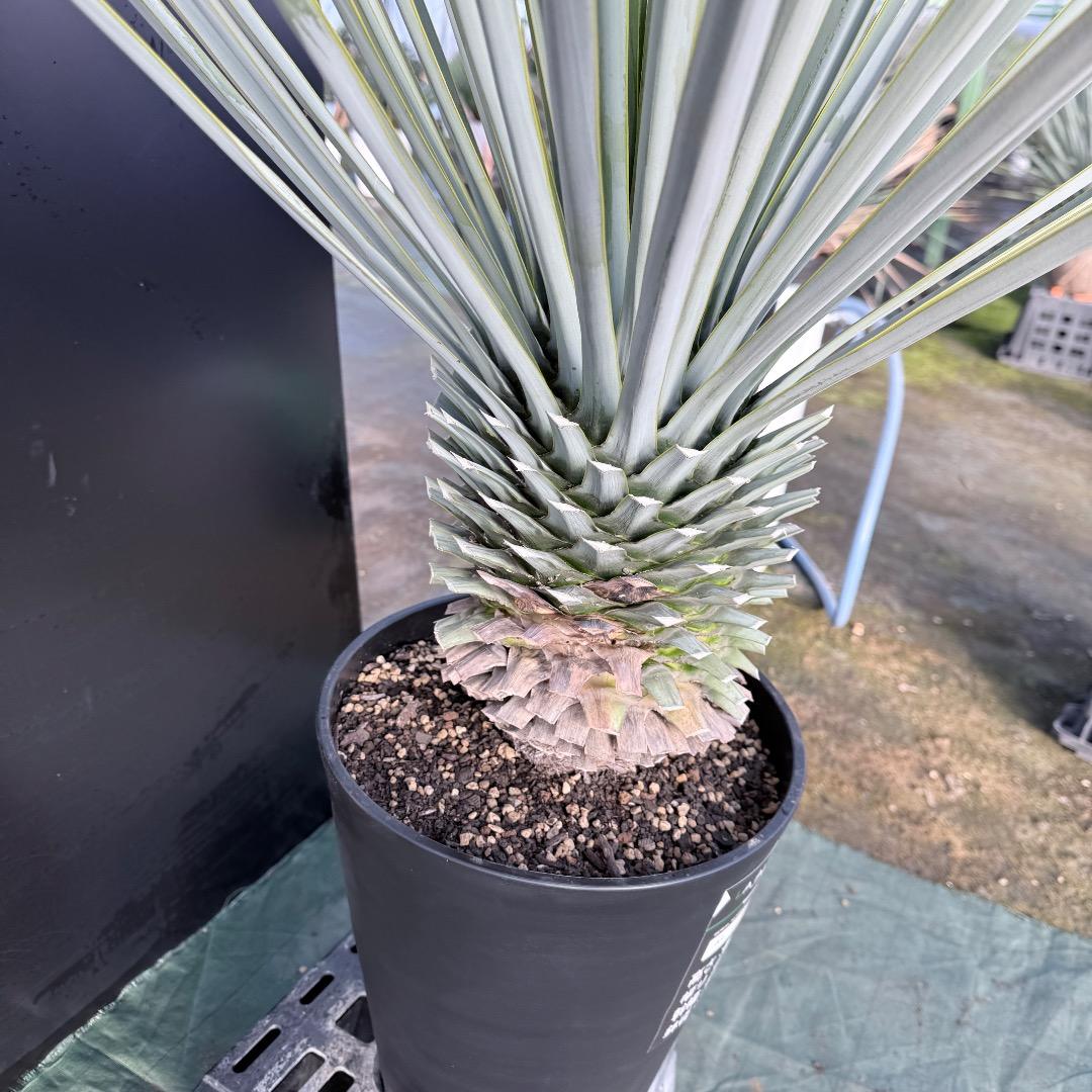 【AL1125】ユッカ　リギダ