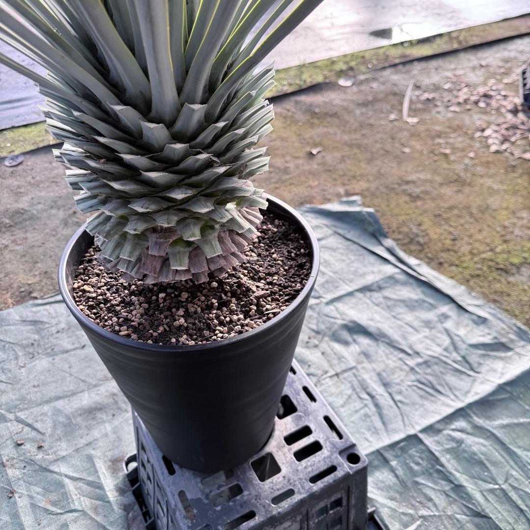 【AL1125】ユッカ　リギダ