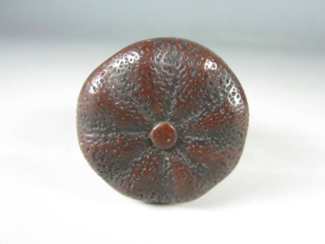 専用 木の実 木彫刻 桐紋彫 緒締め玉 柘植？紐通し 細密細工 古美術