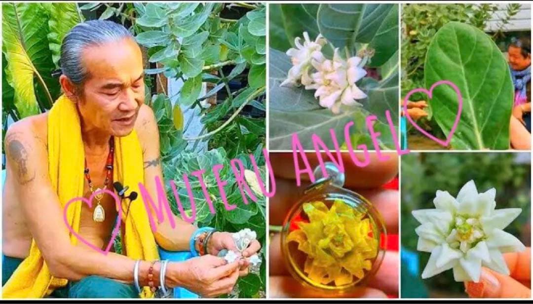 愛の花♡ ドークラックソーン　プラクルアン　緑　ハート