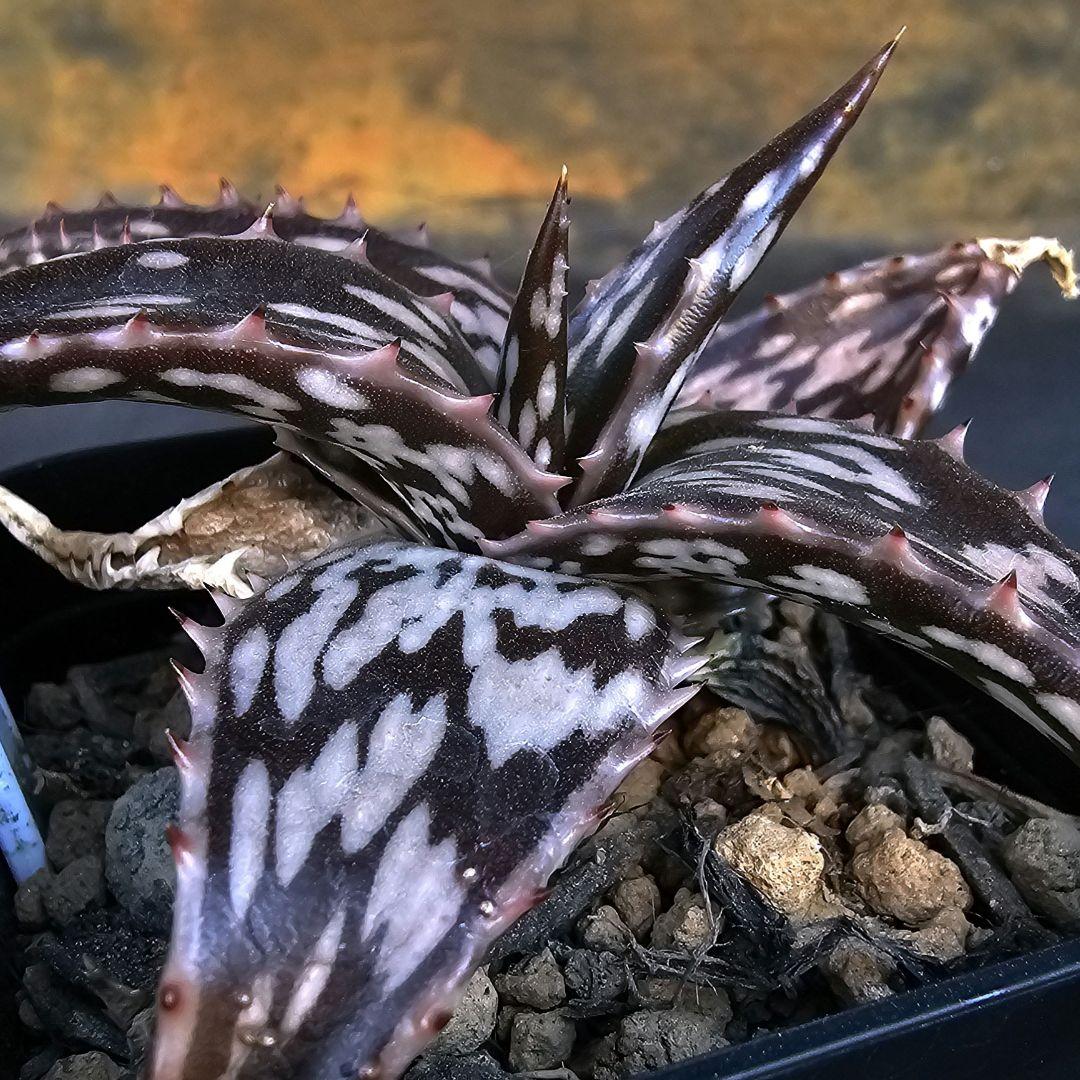 速達発送☆多肉植物 アロエ ヘミンギー