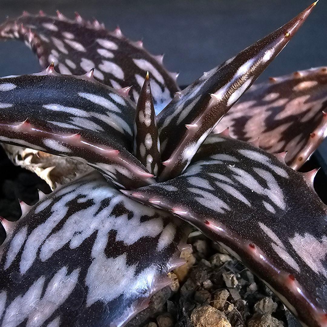 速達発送☆多肉植物 アロエ ヘミンギー