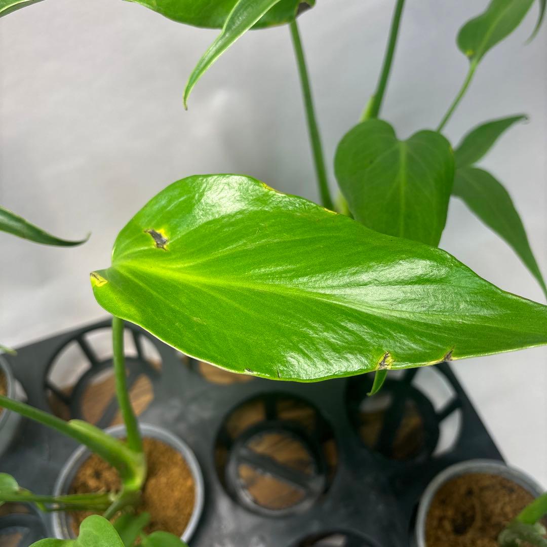 サ*イ様 5株セットms45ちょっと傷あり　モンステラ バールマルクスフレーム