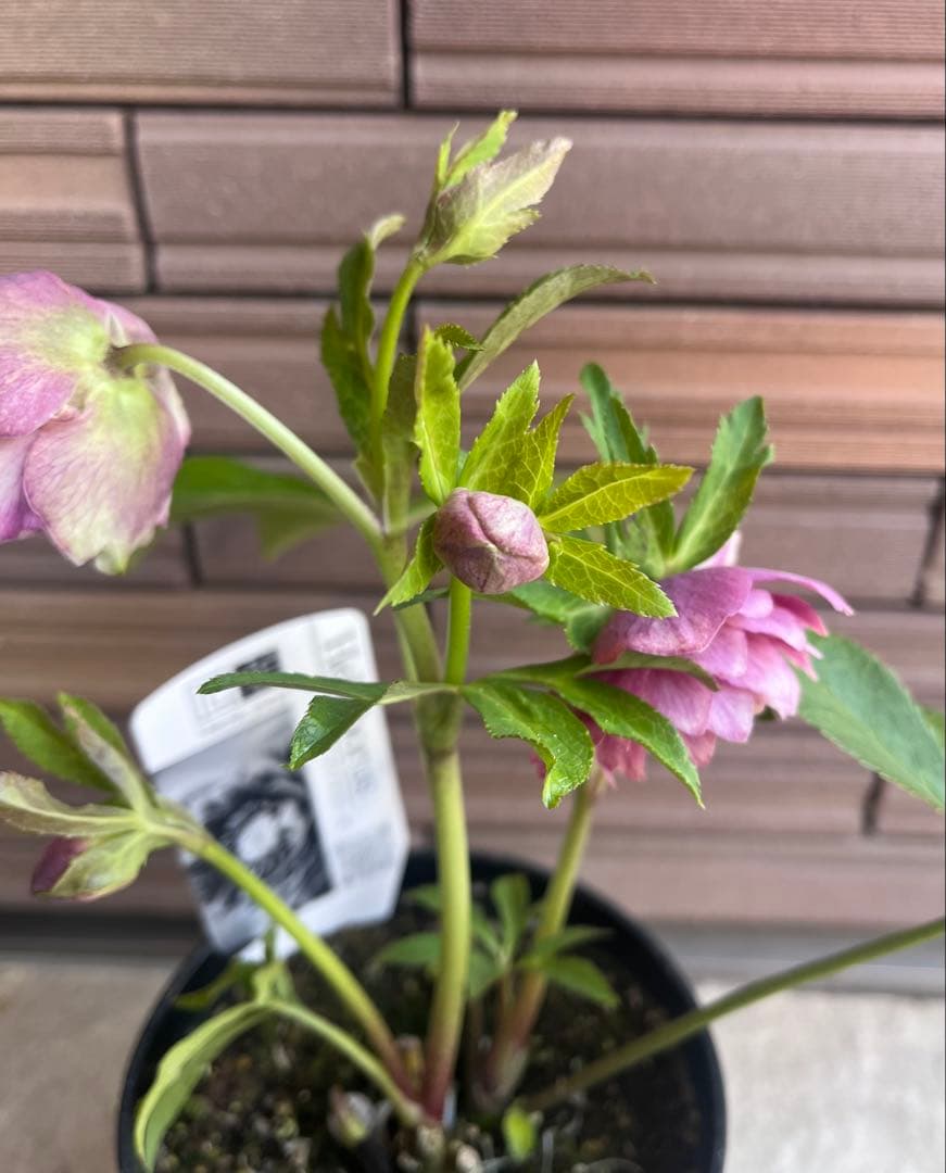 広瀬園芸 クリスマスローズ 多弁ピンクグラデーションdd