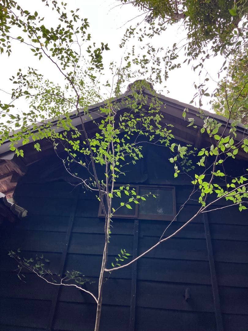 山採り　アカシデ　特大