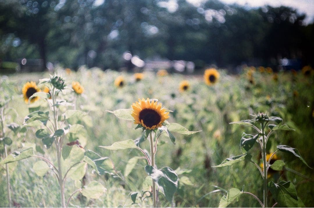 【動作品】アサヒフレックス + Takumar 58mm F2.4