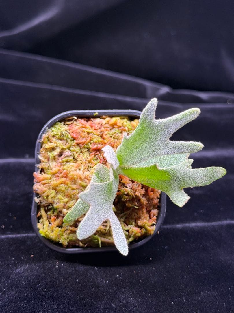 ビカクシダ p. elf OC (from smurf dwarf spore)