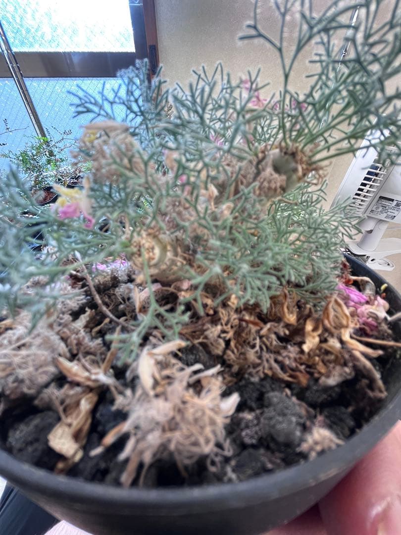 サウコカウロン　ペニクリナム　大株　ラスト