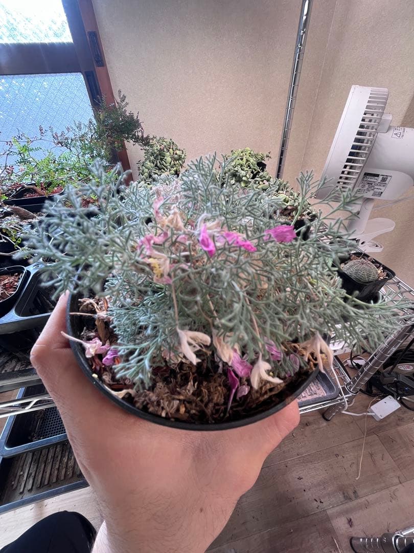 サウコカウロン　ペニクリナム　大株　ラスト