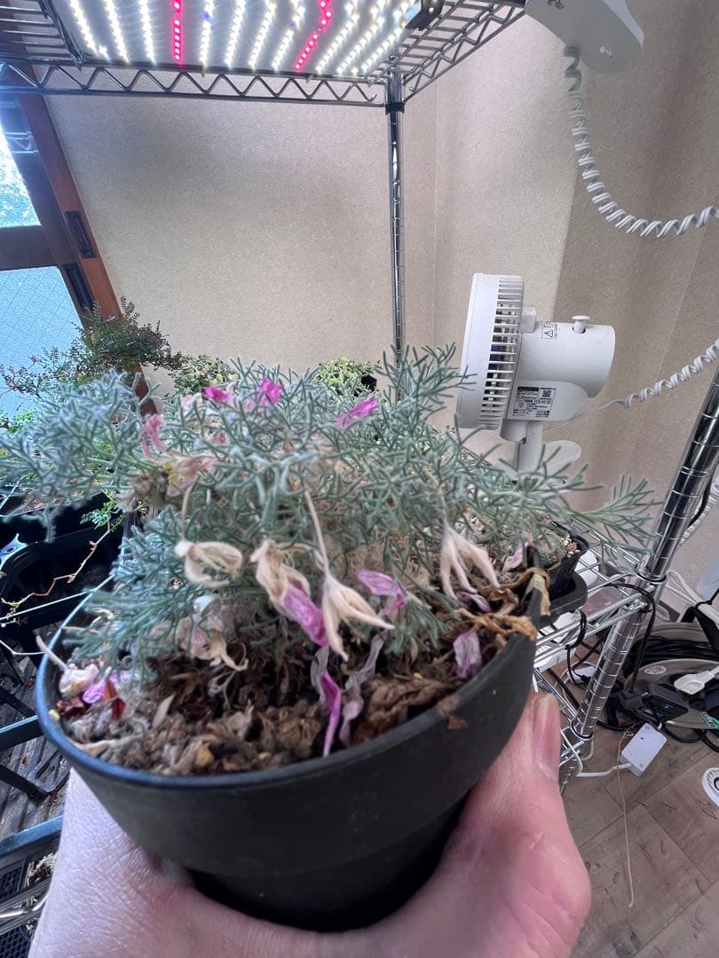 サウコカウロン　ペニクリナム　大株　ラスト