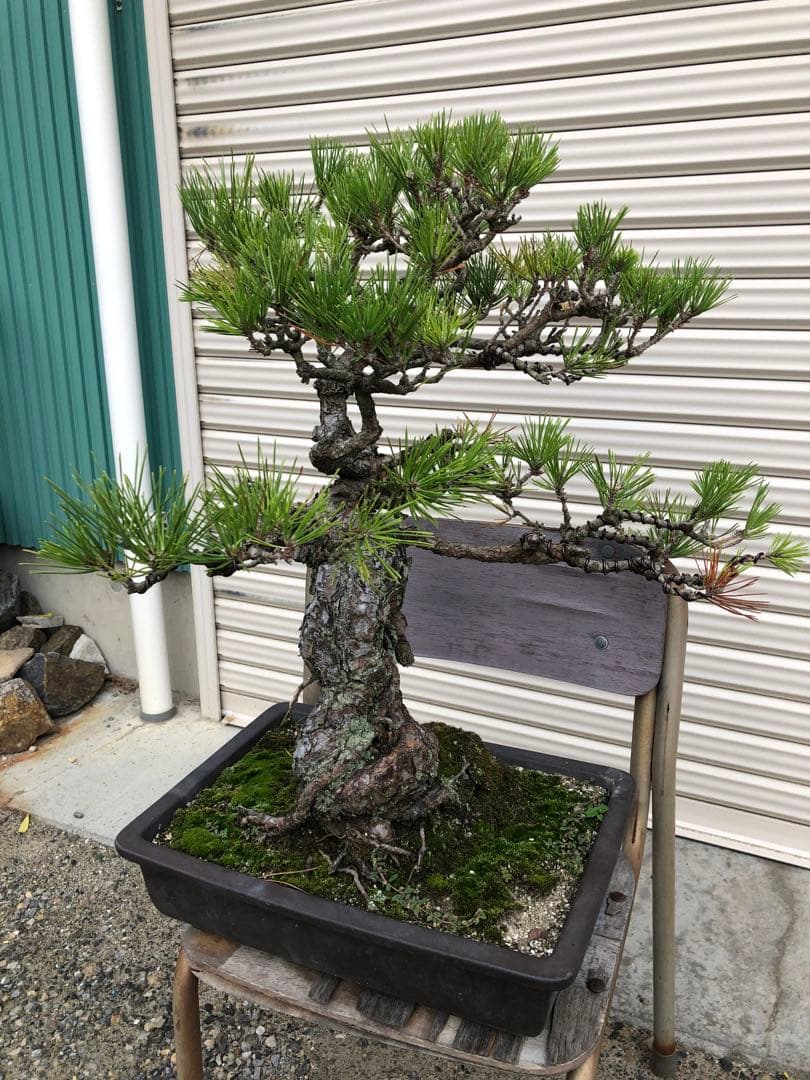 黒松盆栽　高さ約60cm