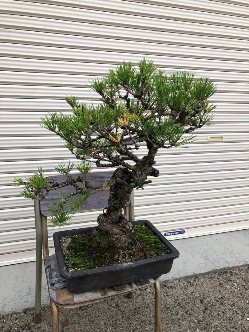 黒松盆栽　高さ約60cm