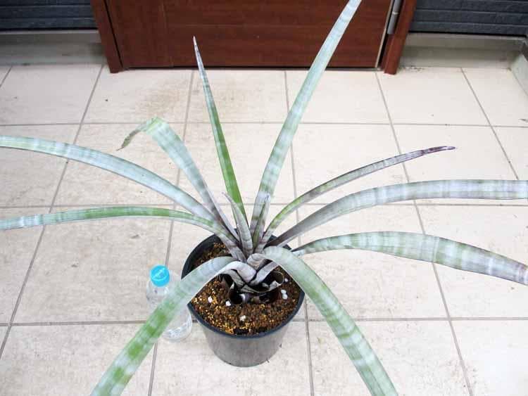 【現品】チランジア・ヒルダエ 　ティランジア・ヒルダエ　７号　P7番