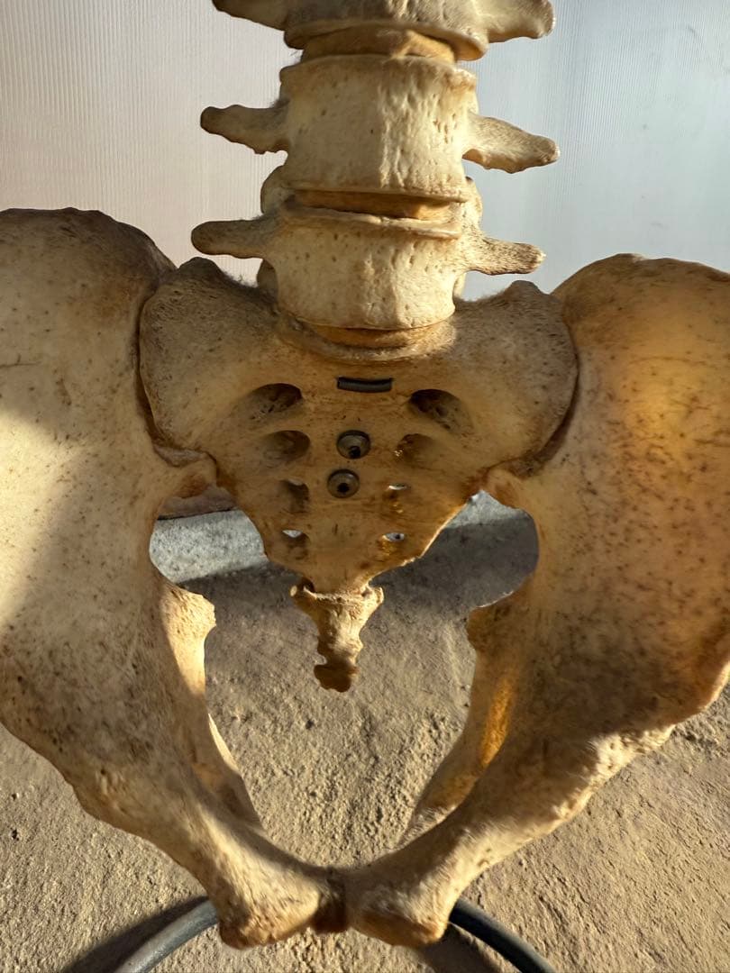 脊椎骨標本 スタンド付き
