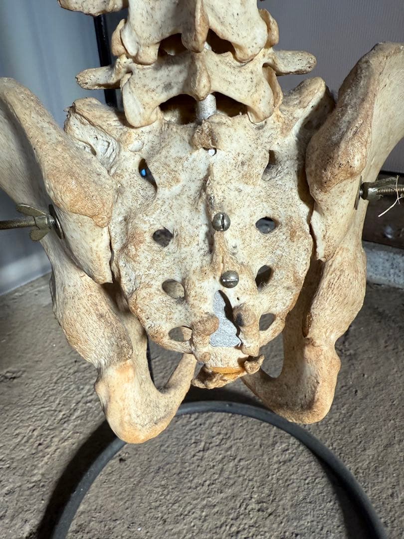 脊椎骨標本 スタンド付き