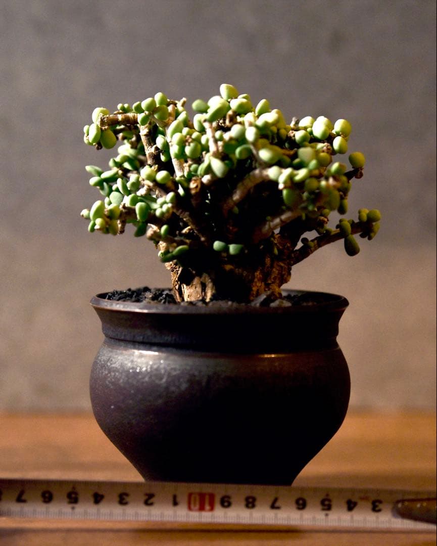 発根済 ケラリアピグマエア　塊根植物