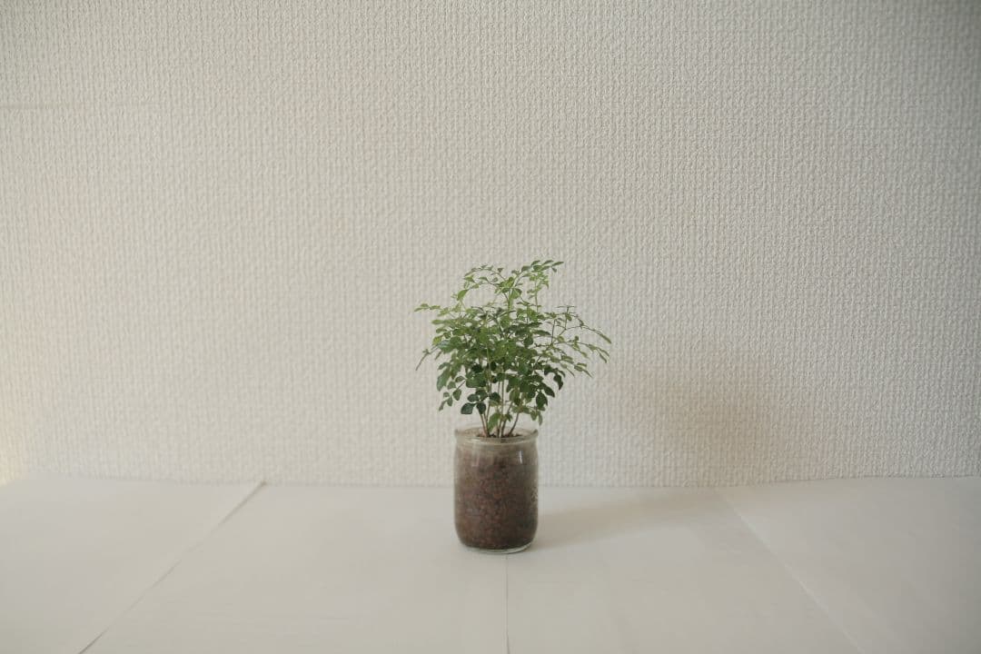 SIGMA17-50mm F2.8 EX DC OS HSM(キヤノン用)