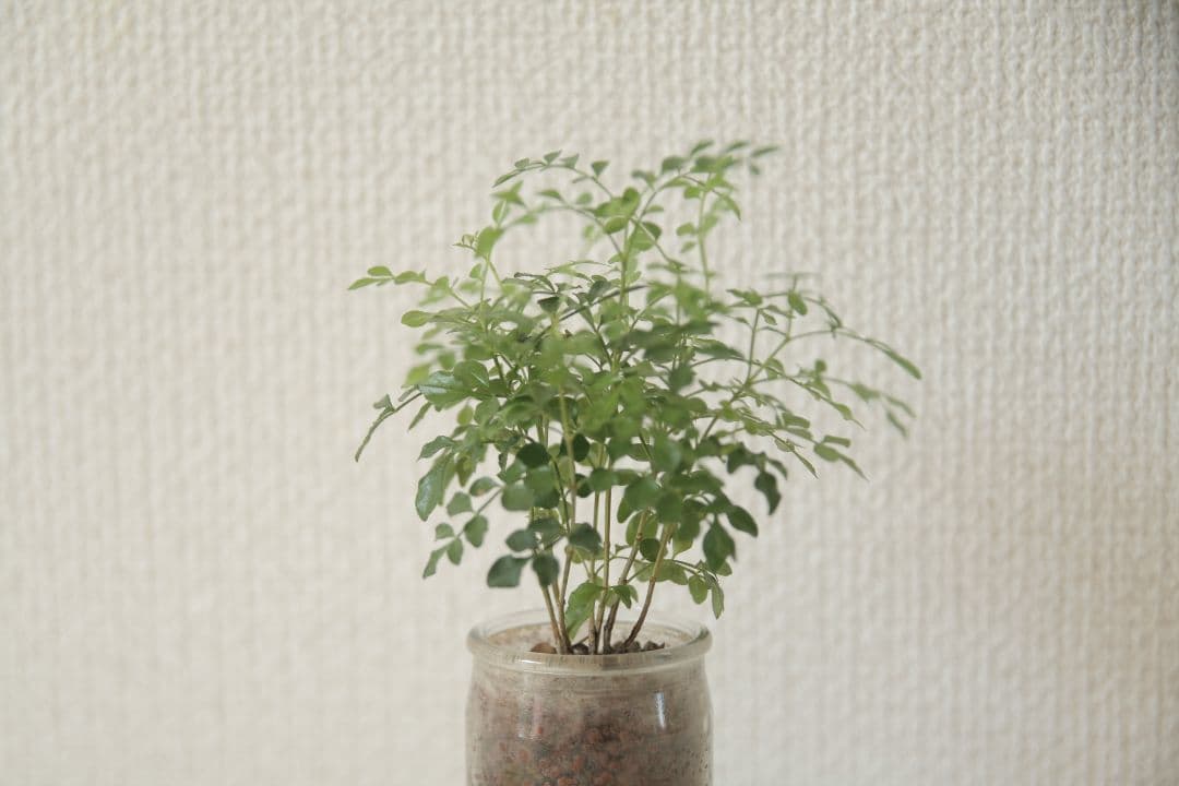 SIGMA17-50mm F2.8 EX DC OS HSM(キヤノン用)