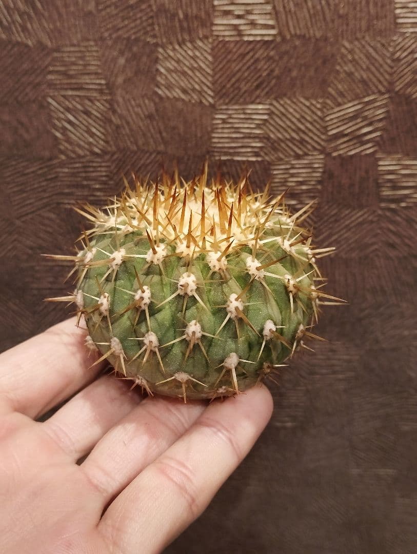 \"大株美株\" コピアポア 孤竜丸 コルムナアルバ