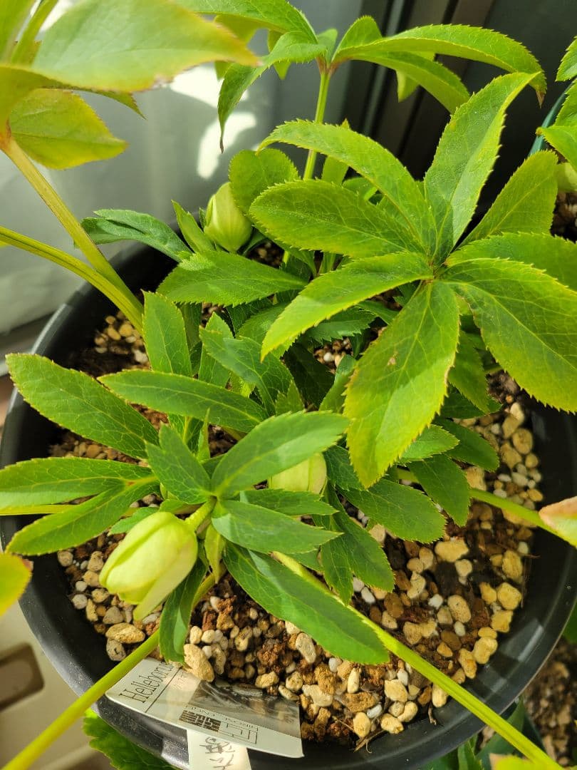 ヒ*イ様 広瀬園芸　クリスマスローズ　ダブル