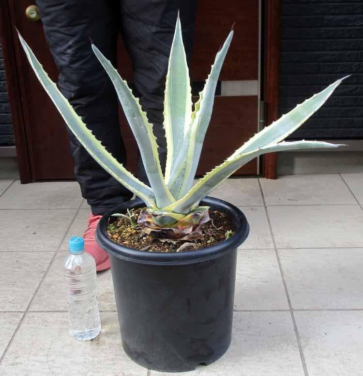 【現品】アガベ　アメリカーナ　斑入り　バリエガータ　（竜舌蘭）9号　E8番