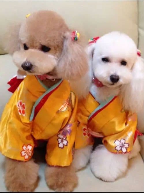 帯飾りを足してお作りし直しました。☆*花柄ピンク着物☆*　犬服　犬服用お着物