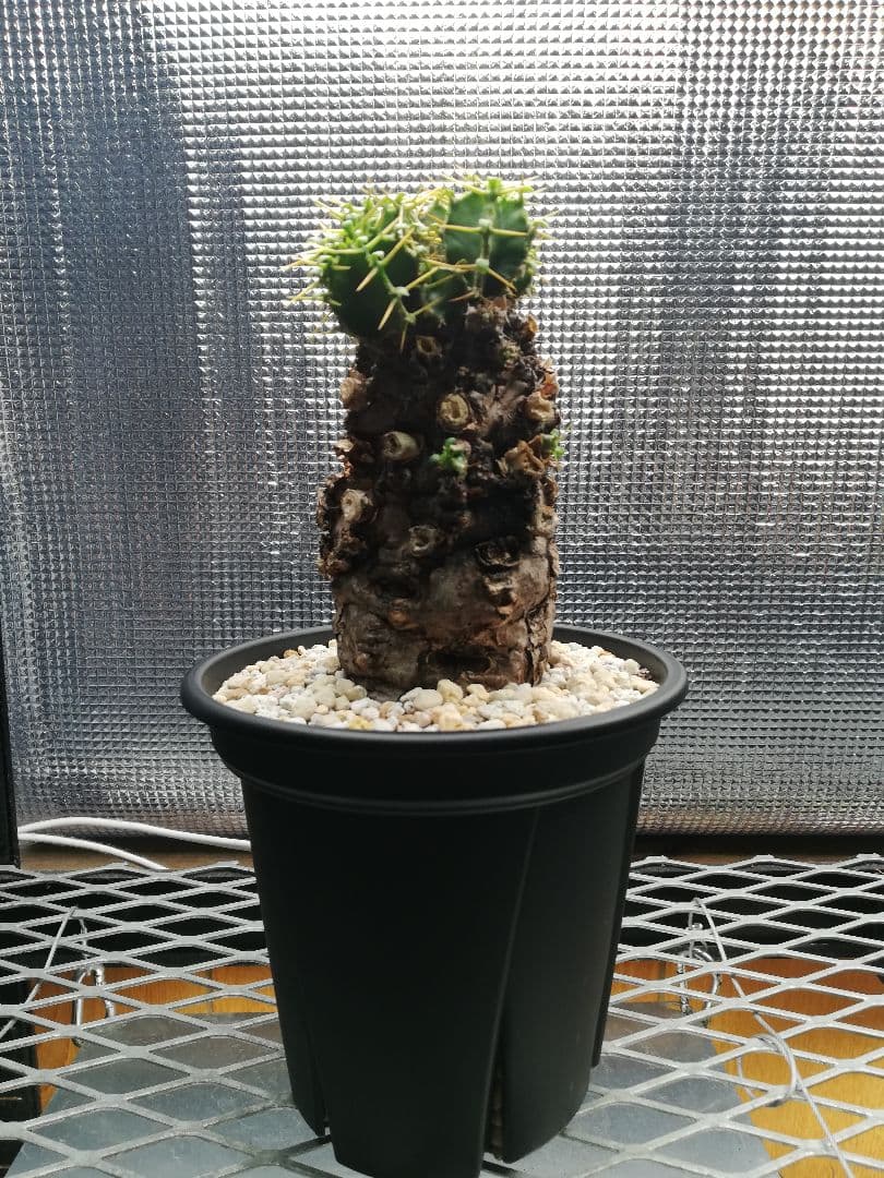 美株‼️ユーフォルビア ムランジーナ