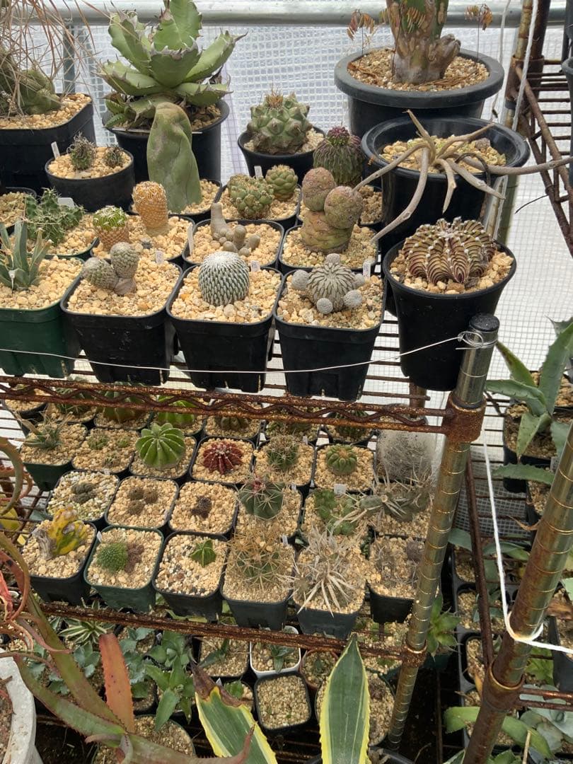 アガベ・アロエ・サボテンまとめ売り (多肉植物・サボテン)