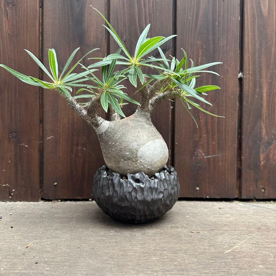 パキポディウム・グラキリス　現地球　良型 陶器鉢