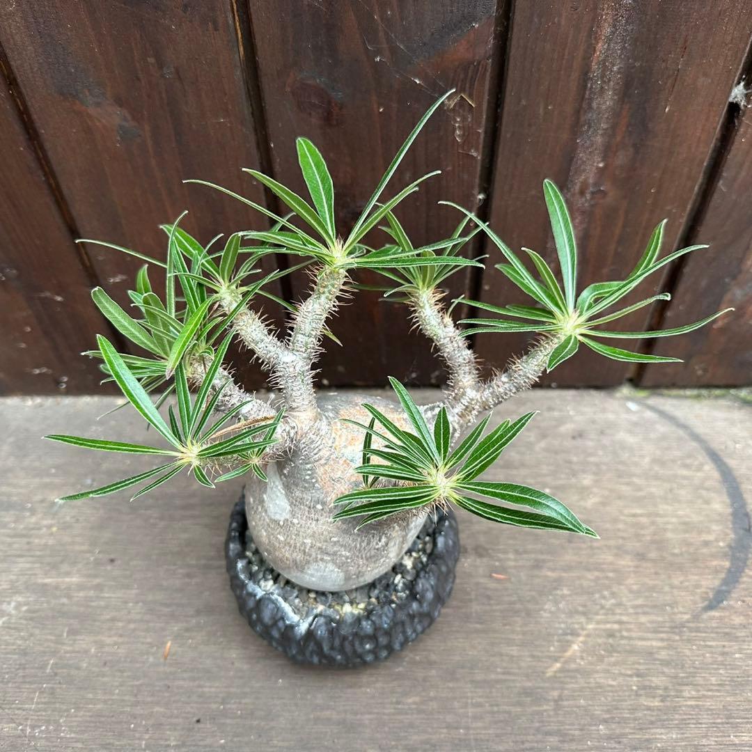 パキポディウム・グラキリス　現地球　良型 陶器鉢