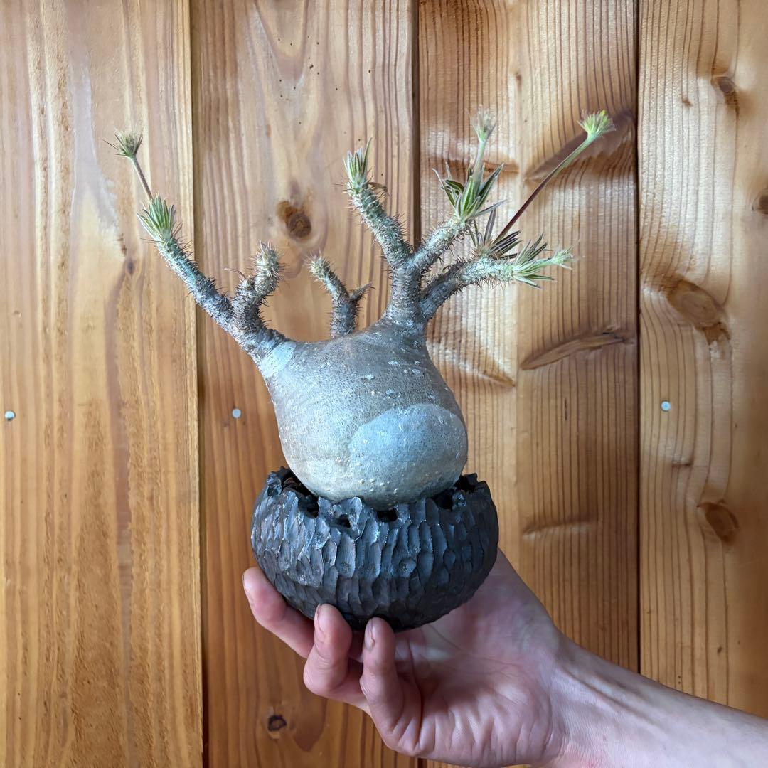 パキポディウム・グラキリス　現地球　良型 陶器鉢