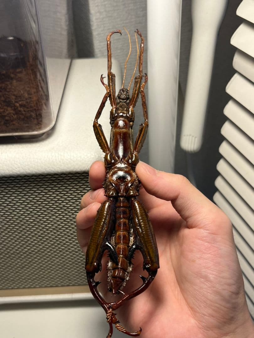 【伝説の七節】ロードハウナナフシに酷似のトゲアシフトナナフシオバケフトナナフシ♂