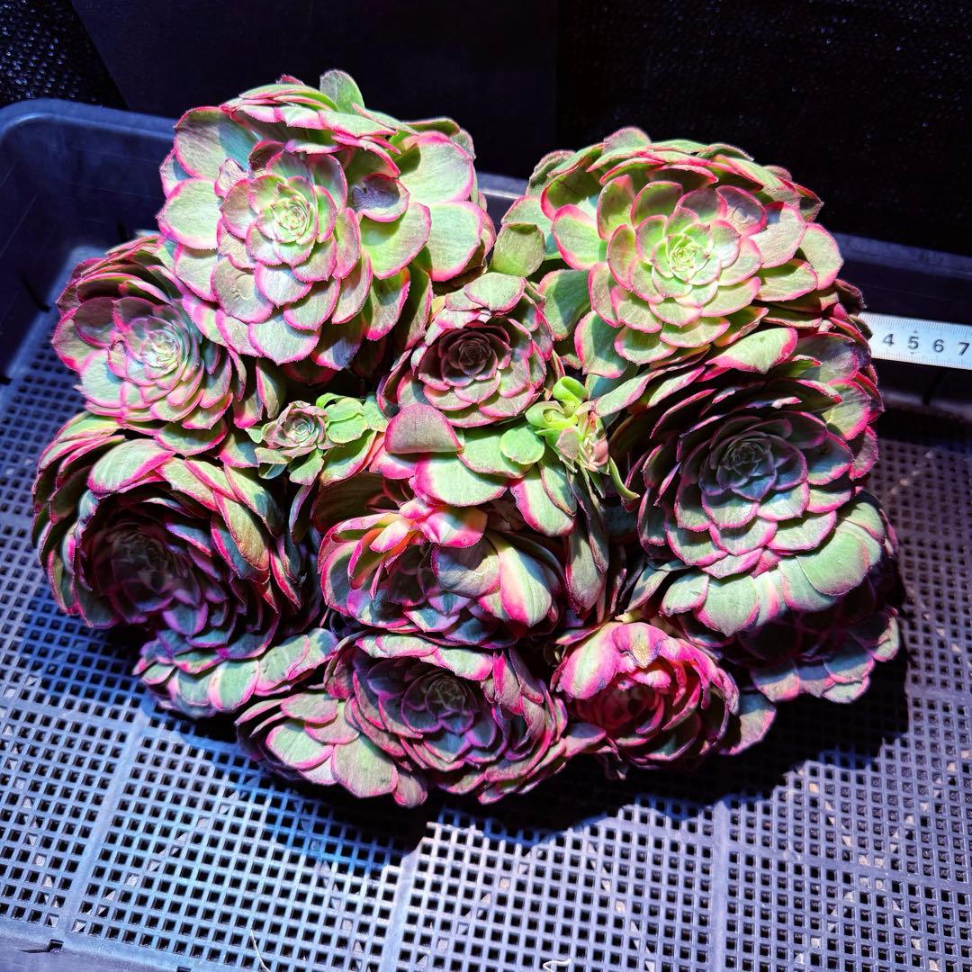 新入荷　超レア新品種　バイオレットシンフォニー(変異芽あり) (超大品)