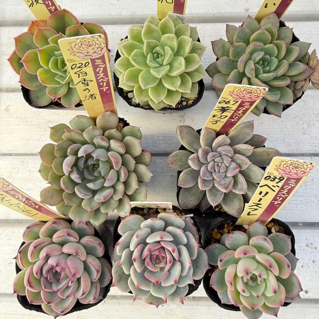 多肉植物 ミックスベリア