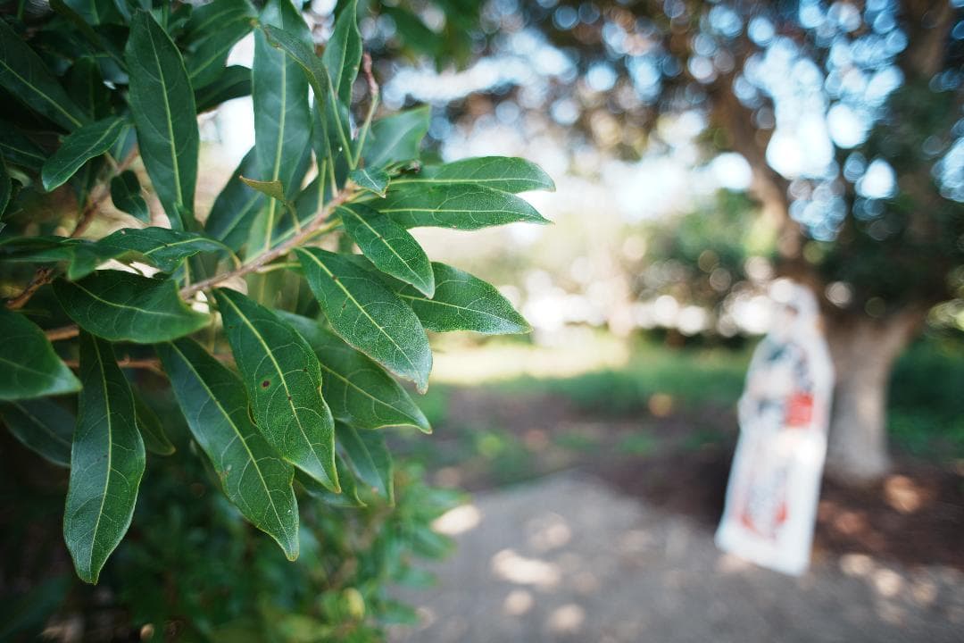 しっとりとした描写 Nikon AI Nikkor 24mm f2.8 228