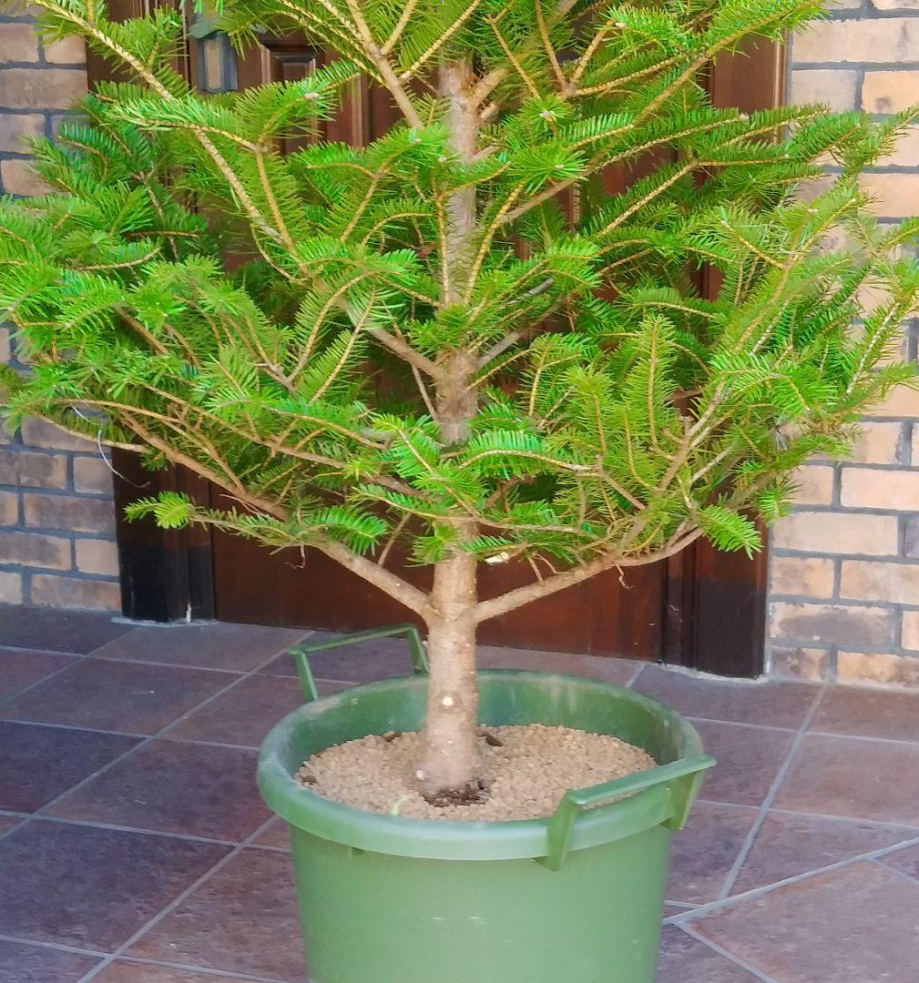 モミの木 苗木 特大200cm❗13号❗綺麗な樹形 クリスマスツリー 鉢植済