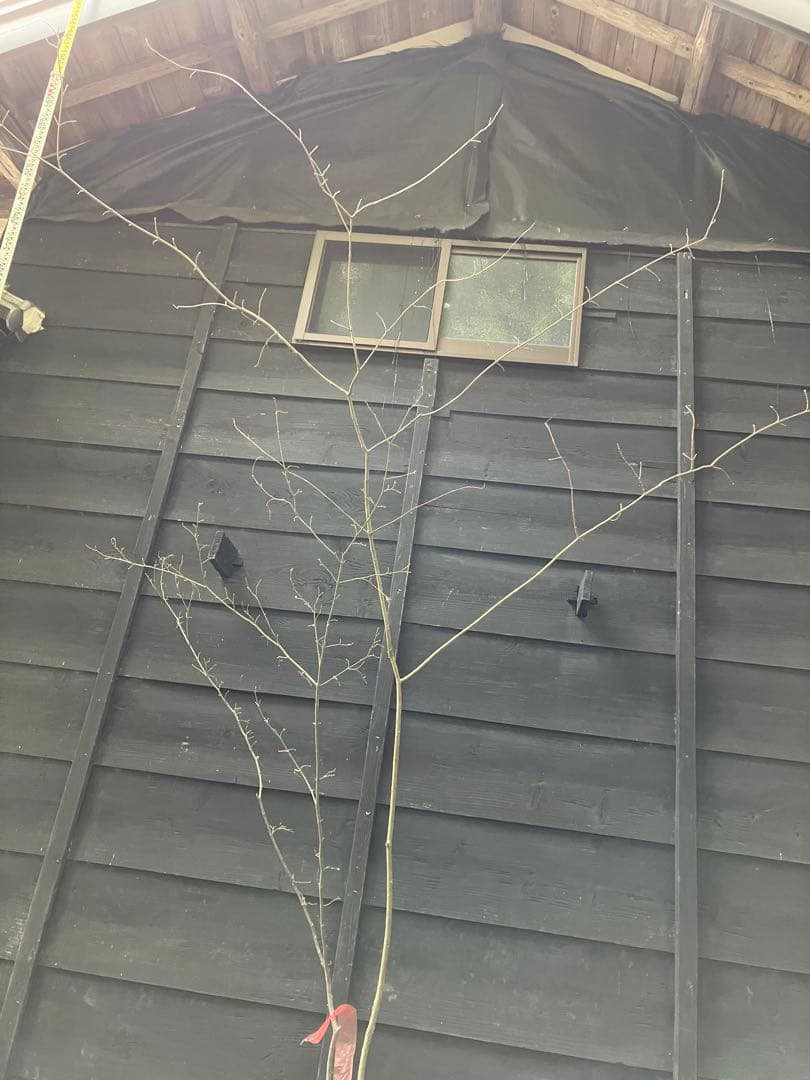 山採り　ウリカエデ　ヤマモミジ　混合株