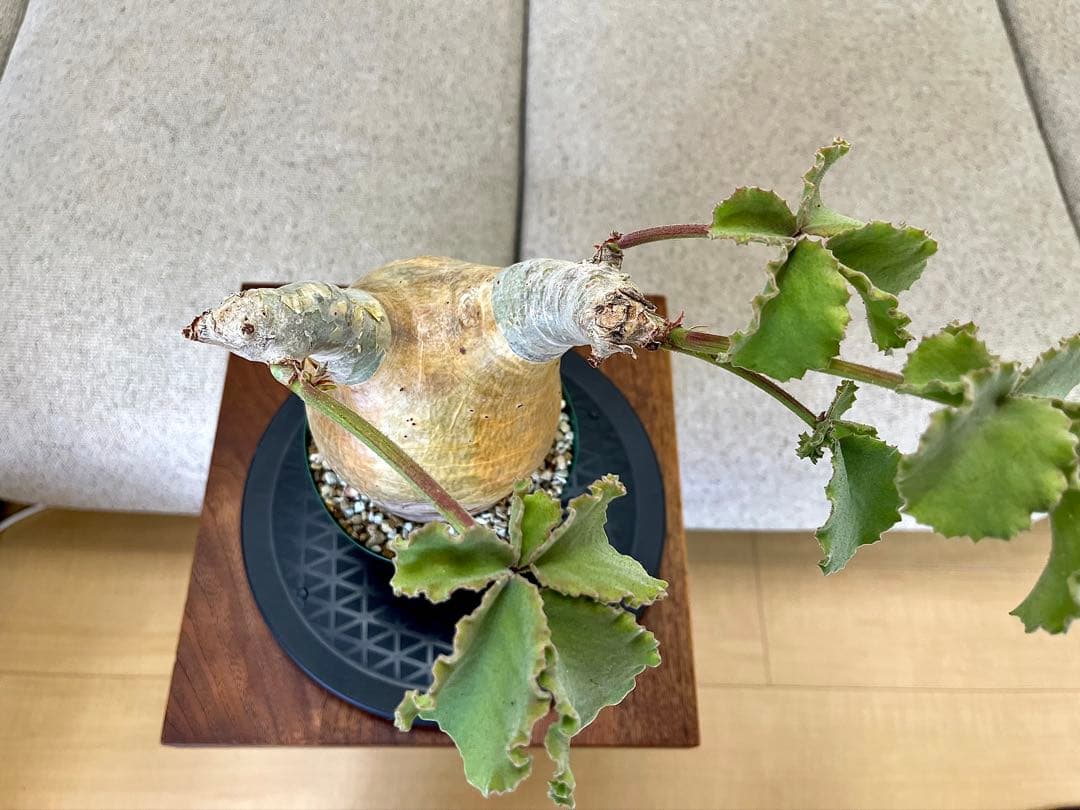 キフォステンマ マクロプス 現地球