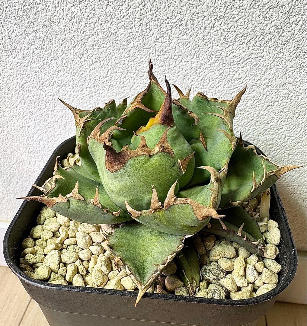 アガベ チタノタ 姫厳竜 【特選株・子株付】短葉・低重心・強棘 プレステラ105