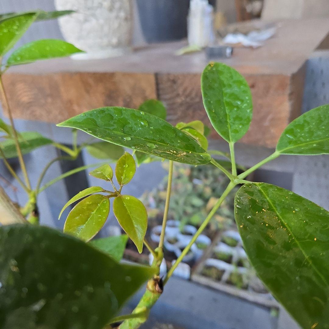 ⑤　シェフレラ　チェンマイ　曲がり仕立て8号特大苗木最高等級極上品‼️