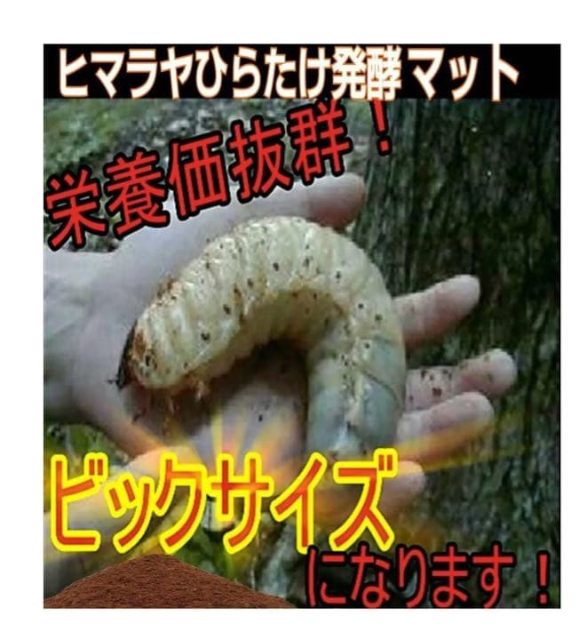 カブトムシ幼虫が大きく育ちます！ヒマラヤひらたけ発酵マット【8袋】栄養添加剤入り