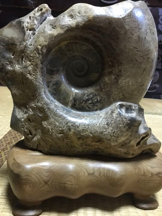 アンモナイト 化石 白亜紀 縫合線 研磨 台座付き